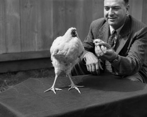 featured image of mike the headless chicken, headless chicken survived 18 months after head was cut off