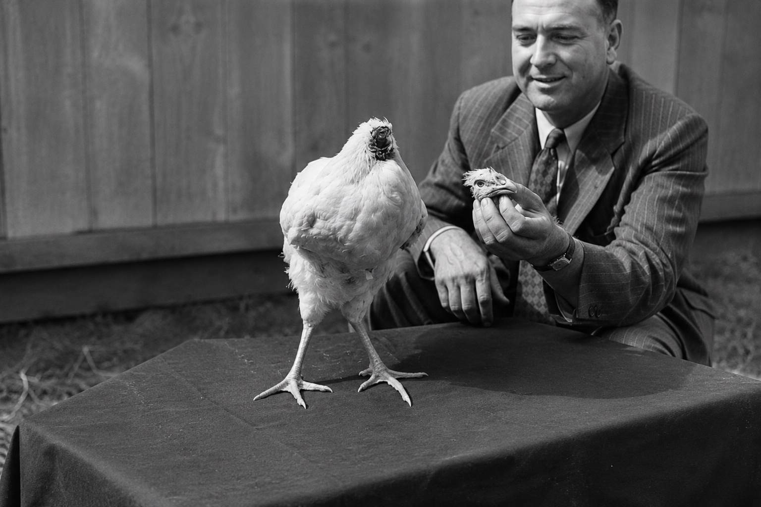 featured image of mike the headless chicken, headless chicken survived 18 months after head was cut off